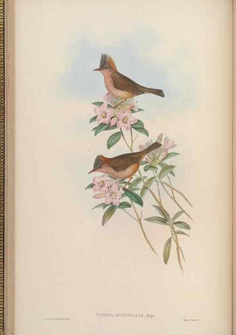 Reproducción/Reproduction 48630270686: Birds of Asia / by John Gould.. London :Printed by Taylor and Francis, pub. by the author,1850-1883.. 