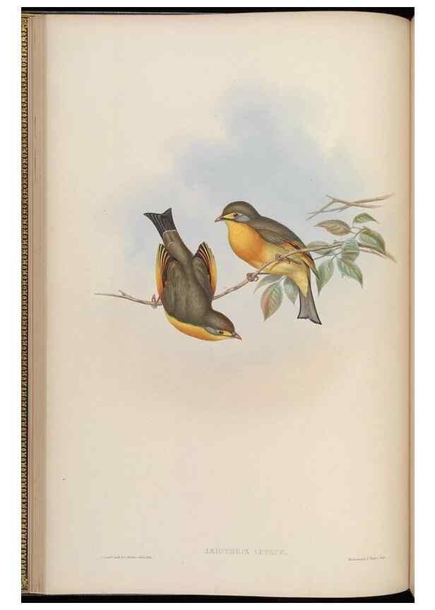 Reproducción/Reproduction 48630423417: Birds of Asia / by John Gould.. London :Printed by Taylor and Francis, pub. by the author,1850-1883.. 