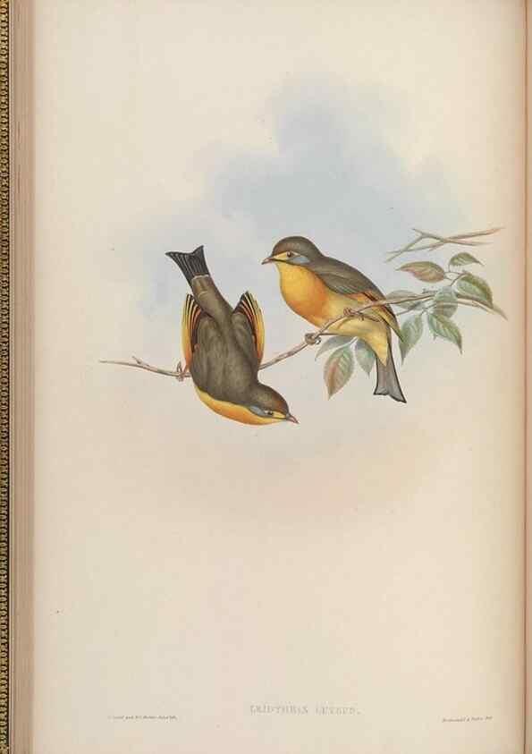 Reproducción/Reproduction 48630423417: Birds of Asia / by John Gould.. London :Printed by Taylor and Francis, pub. by the author,1850-1883.. 
