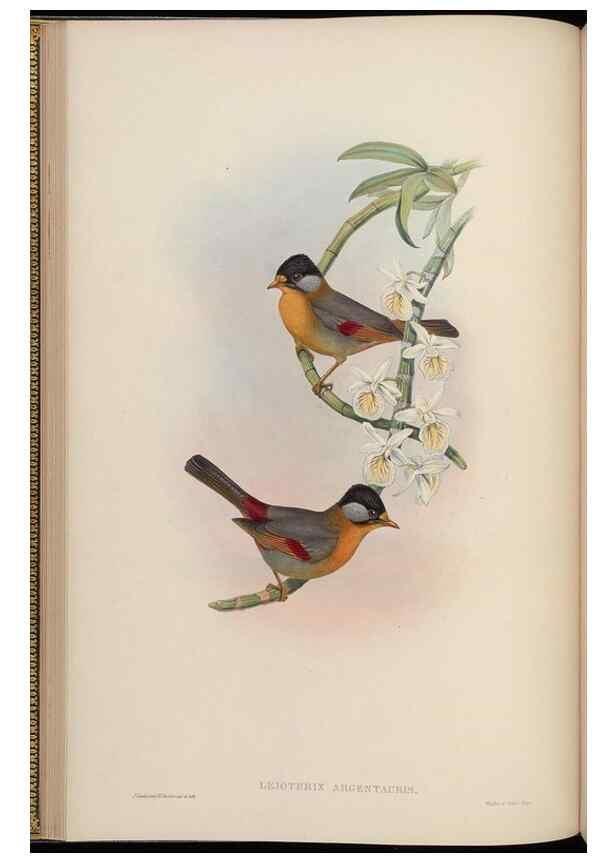 Reproducción/Reproduction 48630271291: Birds of Asia / by John Gould.. London :Printed by Taylor and Francis, pub. by the author,1850-1883.. 