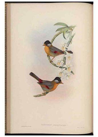 Reproducción/Reproduction 48630271291: Birds of Asia / by John Gould.. London :Printed by Taylor and Francis, pub. by the author,1850-1883.. 