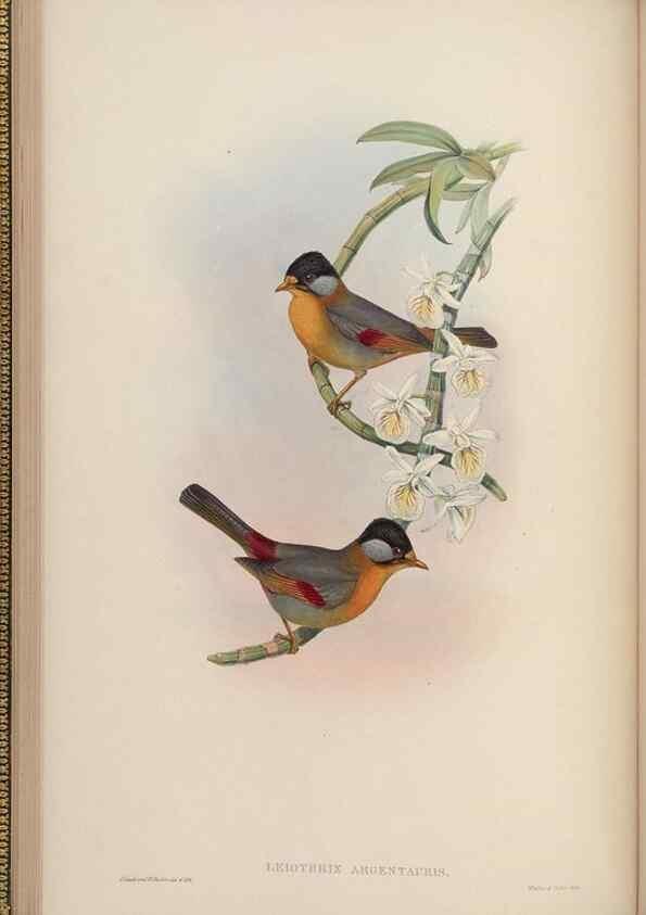 Reproducción/Reproduction 48630271291: Birds of Asia / by John Gould.. London :Printed by Taylor and Francis, pub. by the author,1850-1883.. 