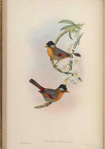 Reproducción/Reproduction 48630271291: Birds of Asia / by John Gould.. London :Printed by Taylor and Francis, pub. by the author,1850-1883.. 