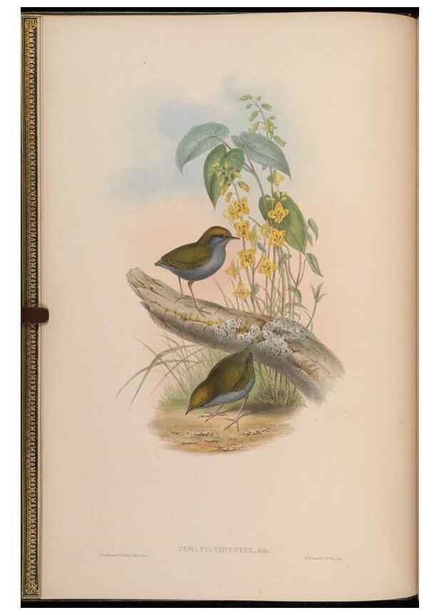 Reproducción/Reproduction 48629912673: Birds of Asia / by John Gould.. London :Printed by Taylor and Francis, pub. by the author,1850-1883.. 