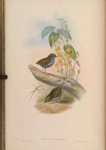 Reproducción/Reproduction 48629912673: Birds of Asia / by John Gould.. London :Printed by Taylor and Francis, pub. by the author,1850-1883.. 