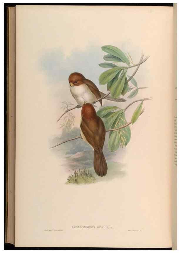 Reproducción/Reproduction 48630196206: Birds of Asia / by John Gould.. London :Printed by Taylor and Francis, pub. by the author,1850-1883.. 