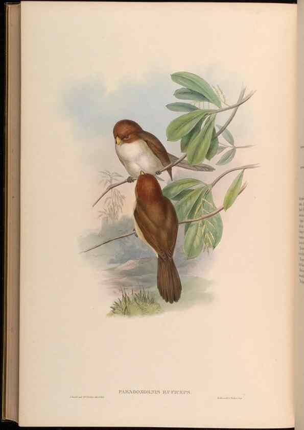 Reproducción/Reproduction 48630196206: Birds of Asia / by John Gould.. London :Printed by Taylor and Francis, pub. by the author,1850-1883.. 