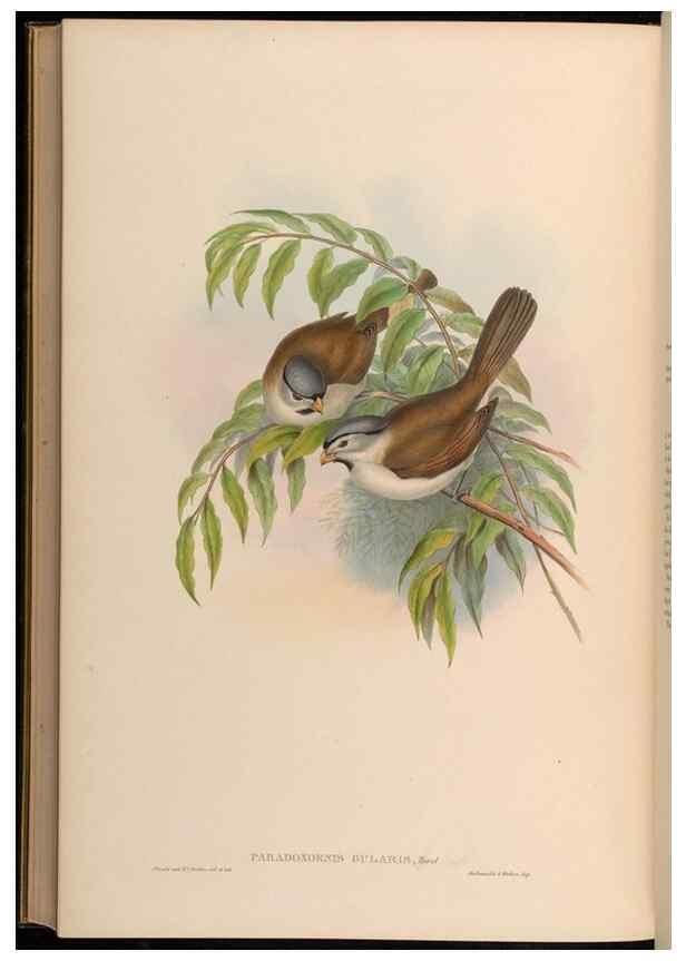Reproducción/Reproduction 48630349042: Birds of Asia / by John Gould.. London :Printed by Taylor and Francis, pub. by the author,1850-1883.. 
