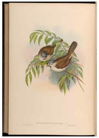 Reproducción/Reproduction 48630349042: Birds of Asia / by John Gould.. London :Printed by Taylor and Francis, pub. by the author,1850-1883.. 