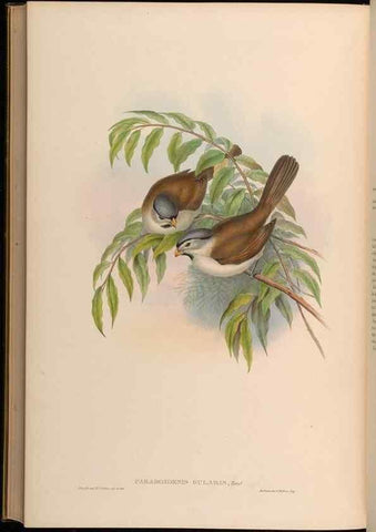Reproducción/Reproduction 48630349042: Birds of Asia / by John Gould.. London :Printed by Taylor and Francis, pub. by the author,1850-1883.. 