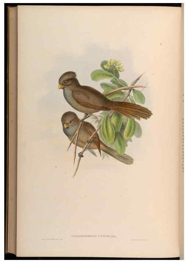 Reproducción/Reproduction 48629841548: Birds of Asia / by John Gould.. London :Printed by Taylor and Francis, pub. by the author,1850-1883.. 