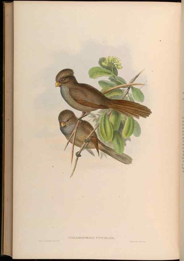 Reproducción/Reproduction 48629841548: Birds of Asia / by John Gould.. London :Printed by Taylor and Francis, pub. by the author,1850-1883.. 