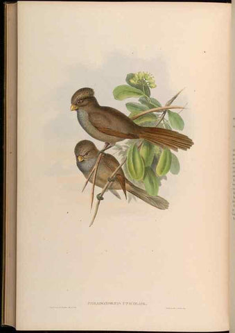 Reproducción/Reproduction 48629841548: Birds of Asia / by John Gould.. London :Printed by Taylor and Francis, pub. by the author,1850-1883.. 