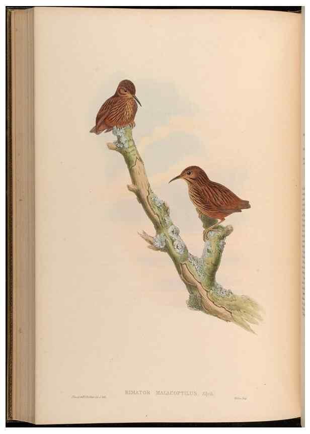 Reproducción/Reproduction 48629834338: Birds of Asia / by John Gould.. London :Printed by Taylor and Francis, pub. by the author,1850-1883.. 