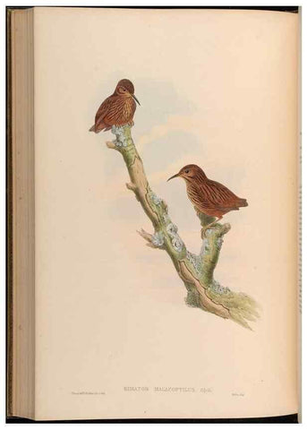 Reproducción/Reproduction 48629834338: Birds of Asia / by John Gould.. London :Printed by Taylor and Francis, pub. by the author,1850-1883.. 