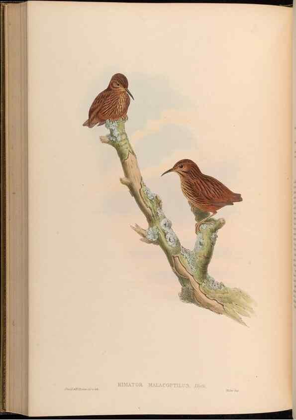 Reproducción/Reproduction 48629834338: Birds of Asia / by John Gould.. London :Printed by Taylor and Francis, pub. by the author,1850-1883.. 