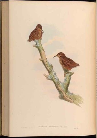 Reproducción/Reproduction 48629834338: Birds of Asia / by John Gould.. London :Printed by Taylor and Francis, pub. by the author,1850-1883.. 