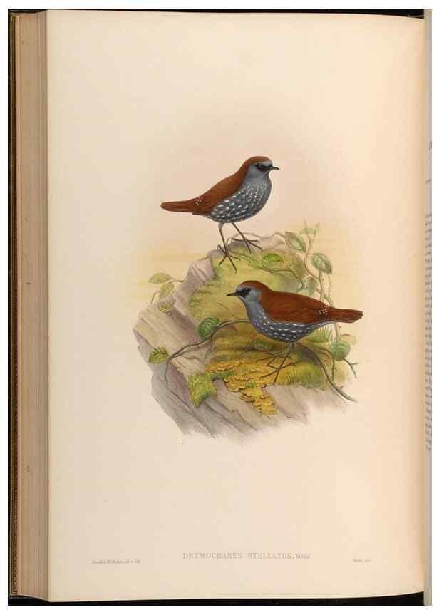 Reproducción/Reproduction 48630341887: Birds of Asia / by John Gould.. London :Printed by Taylor and Francis, pub. by the author,1850-1883.. 