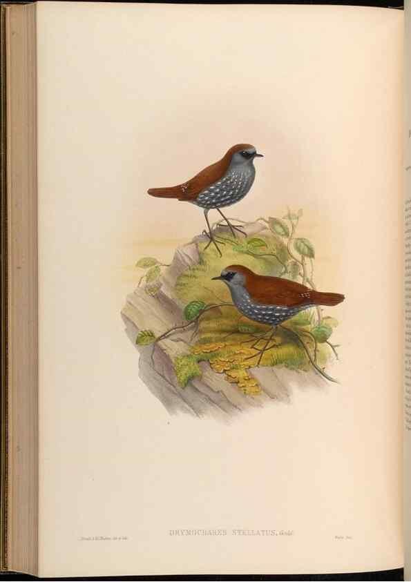 Reproducción/Reproduction 48630341887: Birds of Asia / by John Gould.. London :Printed by Taylor and Francis, pub. by the author,1850-1883.. 