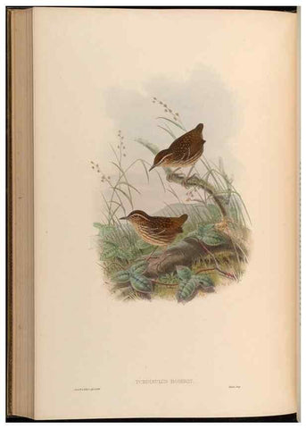 Reproducción/Reproduction 48629835448: Birds of Asia / by John Gould.. London :Printed by Taylor and Francis, pub. by the author,1850-1883.. 
