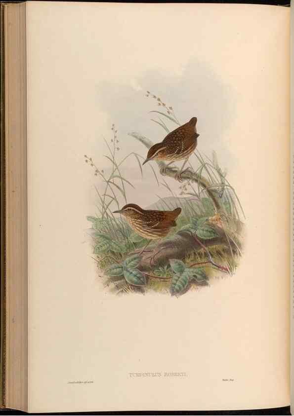 Reproducción/Reproduction 48629835448: Birds of Asia / by John Gould.. London :Printed by Taylor and Francis, pub. by the author,1850-1883.. 