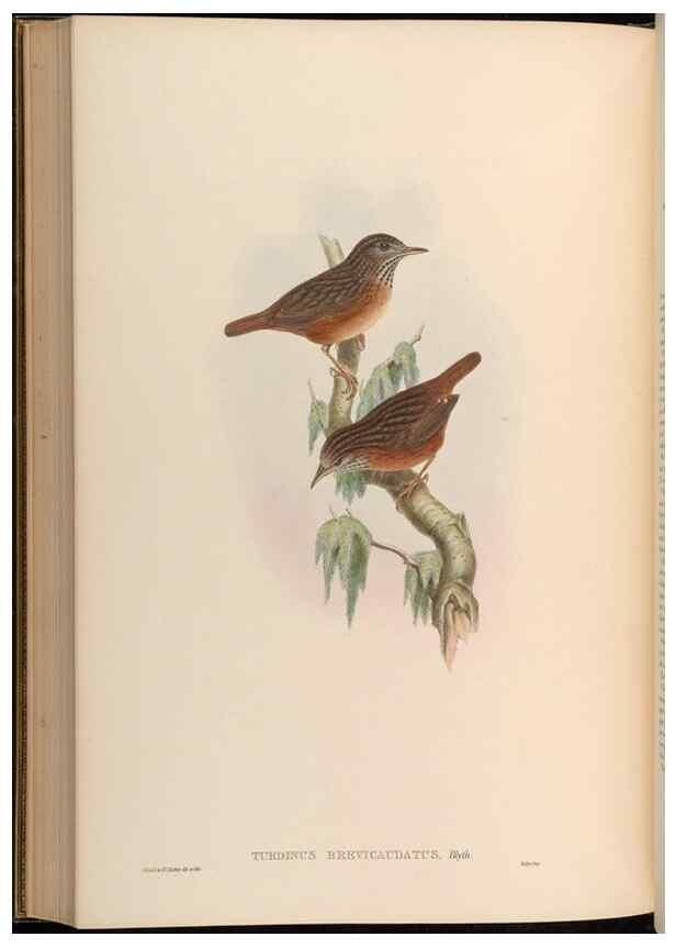 Reproducción/Reproduction 48630190021: Birds of Asia / by John Gould.. London :Printed by Taylor and Francis, pub. by the author,1850-1883.. 
