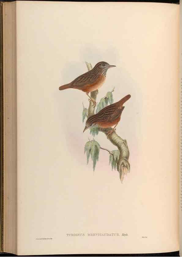 Reproducción/Reproduction 48630190021: Birds of Asia / by John Gould.. London :Printed by Taylor and Francis, pub. by the author,1850-1883.. 