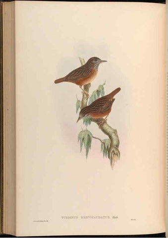 Reproducción/Reproduction 48630190021: Birds of Asia / by John Gould.. London :Printed by Taylor and Francis, pub. by the author,1850-1883.. 