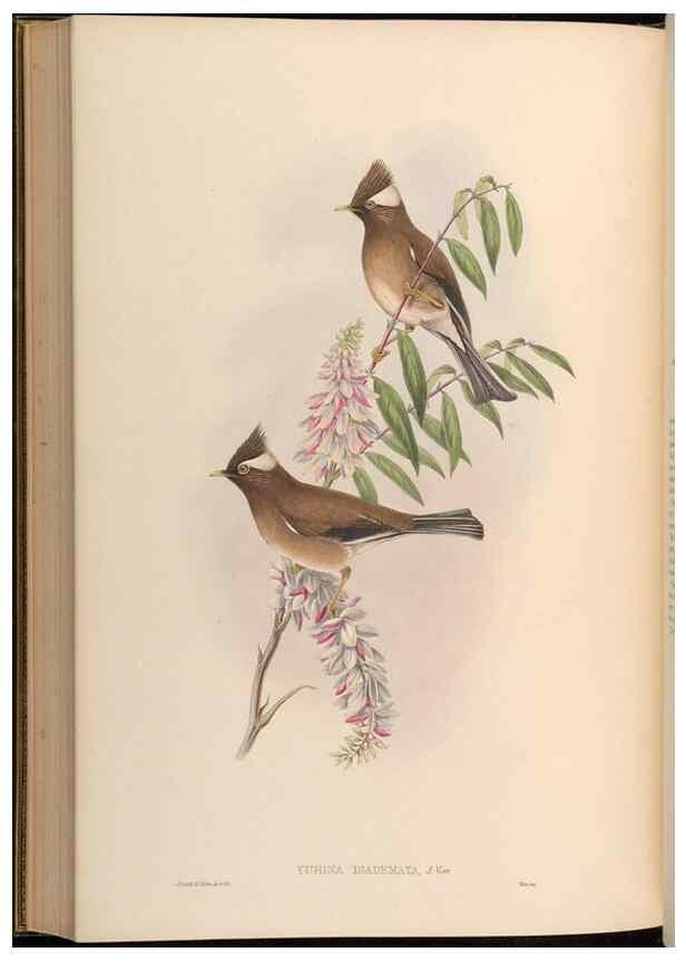 Reproducción/Reproduction 48630343432: Birds of Asia / by John Gould.. London :Printed by Taylor and Francis, pub. by the author,1850-1883.. 