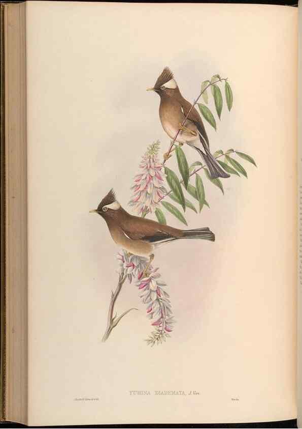 Reproducción/Reproduction 48630343432: Birds of Asia / by John Gould.. London :Printed by Taylor and Francis, pub. by the author,1850-1883.. 