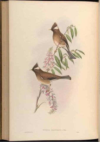 Reproducción/Reproduction 48630343432: Birds of Asia / by John Gould.. London :Printed by Taylor and Francis, pub. by the author,1850-1883.. 
