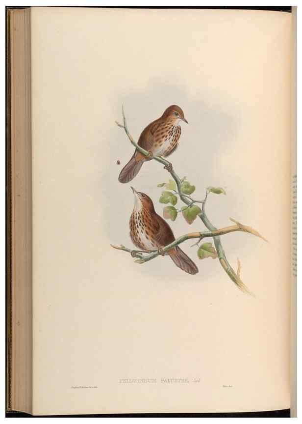 Reproducción/Reproduction 48629836848: Birds of Asia / by John Gould.. London :Printed by Taylor and Francis, pub. by the author,1850-1883.. 