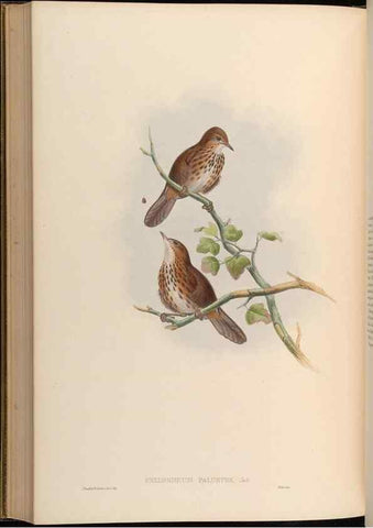 Reproducción/Reproduction 48629836848: Birds of Asia / by John Gould.. London :Printed by Taylor and Francis, pub. by the author,1850-1883.. 