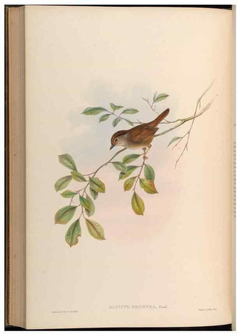 Reproducción/Reproduction 48630344427: Birds of Asia / by John Gould.. London :Printed by Taylor and Francis, pub. by the author,1850-1883.. 