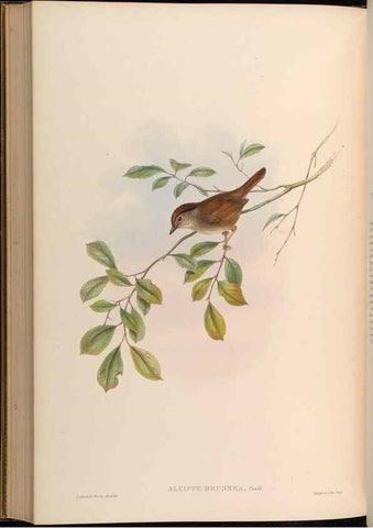Reproducción/Reproduction 48630344427: Birds of Asia / by John Gould.. London :Printed by Taylor and Francis, pub. by the author,1850-1883.. 