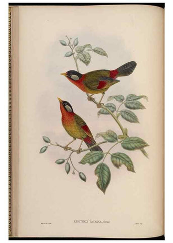 Reproducción/Reproduction 48630271531: Birds of Asia / by John Gould.. London :Printed by Taylor and Francis, pub. by the author,1850-1883.. 