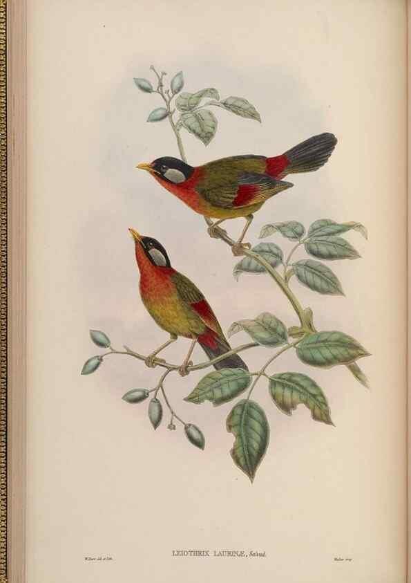 Reproducción/Reproduction 48630271531: Birds of Asia / by John Gould.. London :Printed by Taylor and Francis, pub. by the author,1850-1883.. 