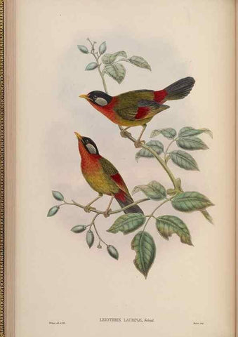 Reproducción/Reproduction 48630271531: Birds of Asia / by John Gould.. London :Printed by Taylor and Francis, pub. by the author,1850-1883.. 