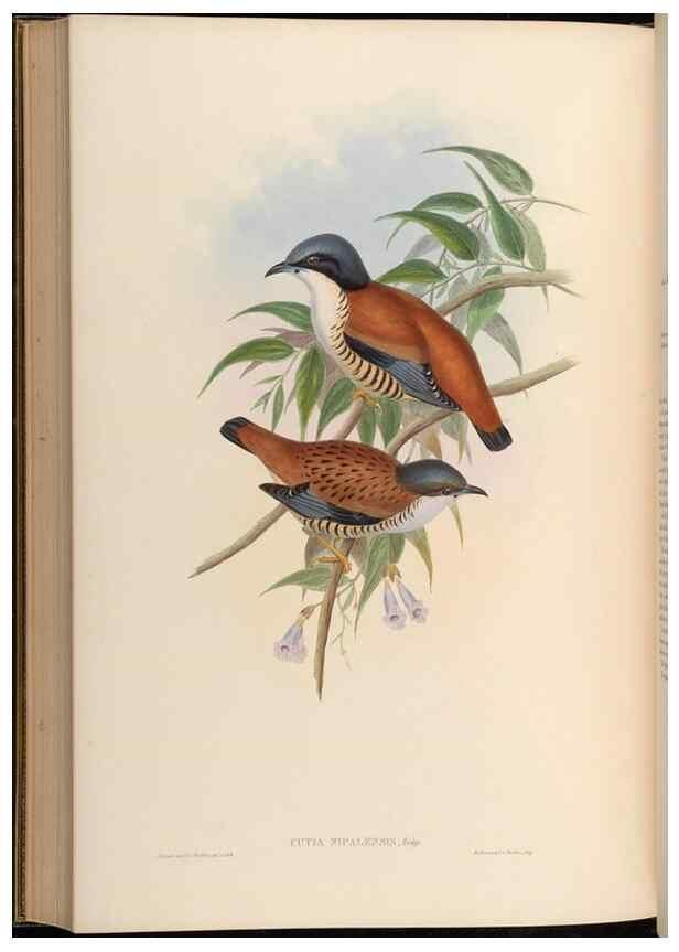 Reproducción/Reproduction 48630344767: Birds of Asia / by John Gould.. London :Printed by Taylor and Francis, pub. by the author,1850-1883.. 