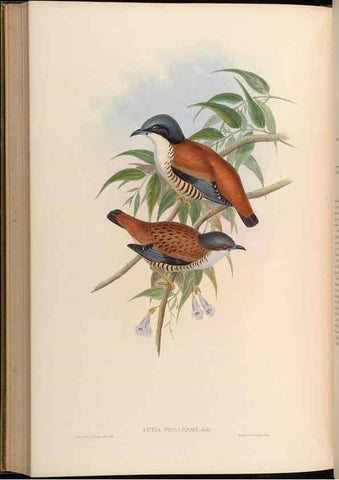 Reproducción/Reproduction 48630344767: Birds of Asia / by John Gould.. London :Printed by Taylor and Francis, pub. by the author,1850-1883.. 