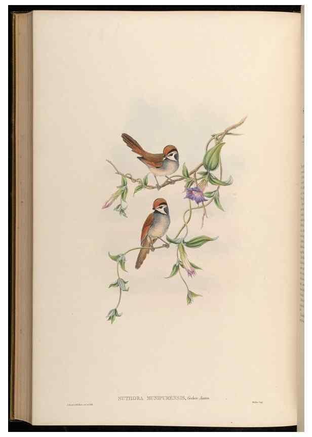 Reproducción/Reproduction 48630345662: Birds of Asia / by John Gould.. London :Printed by Taylor and Francis, pub. by the author,1850-1883.. 