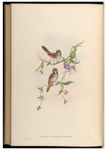 Reproducción/Reproduction 48630345662: Birds of Asia / by John Gould.. London :Printed by Taylor and Francis, pub. by the author,1850-1883.. 