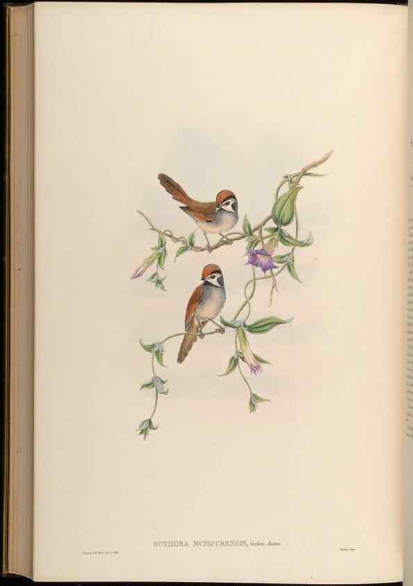 Reproducción/Reproduction 48630345662: Birds of Asia / by John Gould.. London :Printed by Taylor and Francis, pub. by the author,1850-1883.. 