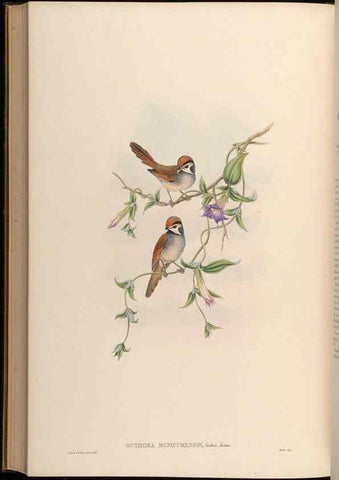 Reproducción/Reproduction 48630345662: Birds of Asia / by John Gould.. London :Printed by Taylor and Francis, pub. by the author,1850-1883.. 