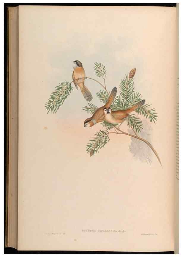 Reproducción/Reproduction 48630193111: Birds of Asia / by John Gould.. London :Printed by Taylor and Francis, pub. by the author,1850-1883.. 