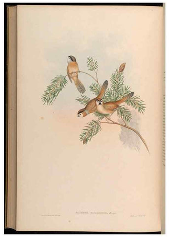 Reproducción/Reproduction 48630193111: Birds of Asia / by John Gould.. London :Printed by Taylor and Francis, pub. by the author,1850-1883.. 