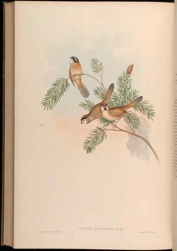 Reproducción/Reproduction 48630193111: Birds of Asia / by John Gould.. London :Printed by Taylor and Francis, pub. by the author,1850-1883.. 