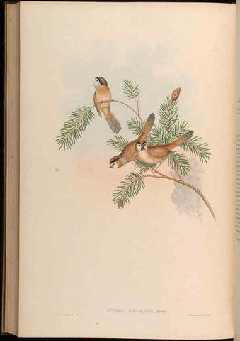 Reproducción/Reproduction 48630193111: Birds of Asia / by John Gould.. London :Printed by Taylor and Francis, pub. by the author,1850-1883.. 