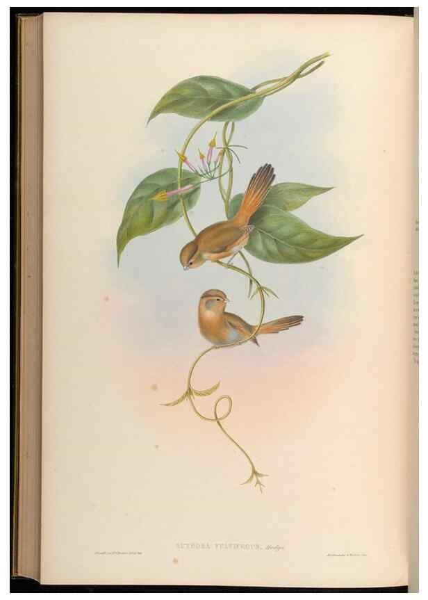 Reproducción/Reproduction 48629839538: Birds of Asia / by John Gould.. London :Printed by Taylor and Francis, pub. by the author,1850-1883.. 