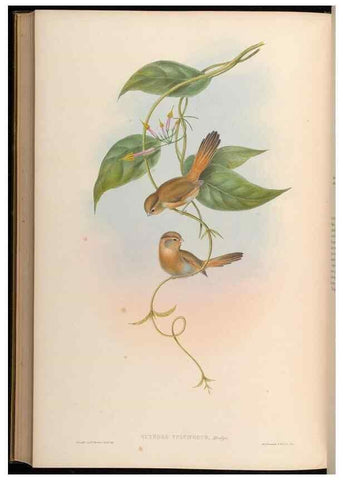 Reproducción/Reproduction 48629839538: Birds of Asia / by John Gould.. London :Printed by Taylor and Francis, pub. by the author,1850-1883.. 